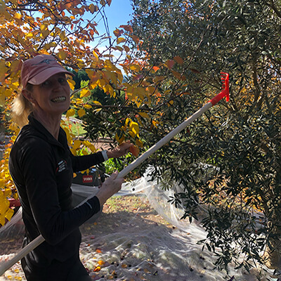 woman in black clothes picking olives